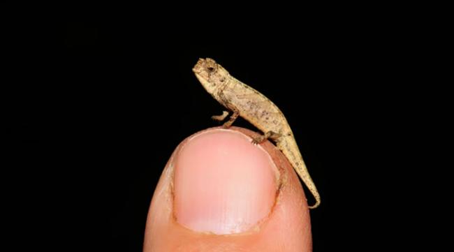 马达加斯加岛发现的“纳米变色龙”Brookesia nana是世界上已知最小的爬行动物