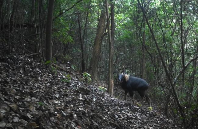 广东韶关始兴南山省级自然保护区发现“四不像”――国家Ⅱ级重点保护动物中华鬣羚