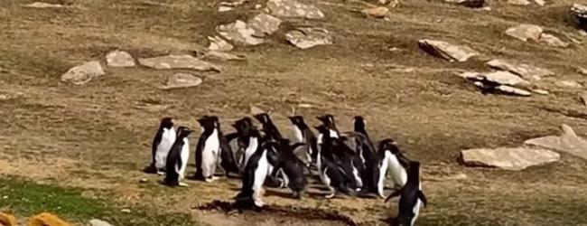 南美洲福克兰群岛的森德尔斯岛两大群南跳岩企鹅出游相遇 一只傻企鹅跟错群