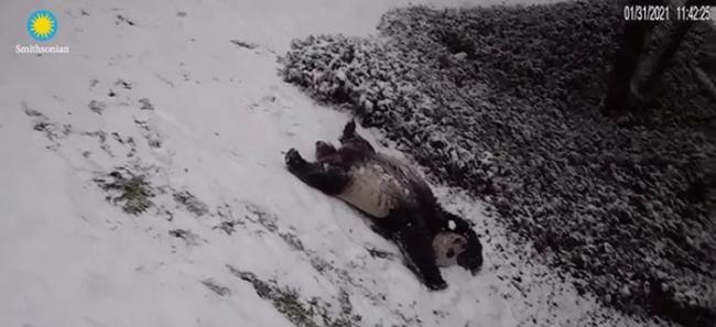 美国史密森尼国家动物园大熊猫美香和田田雪地中“大字躺” 惬意生活让22万网友羡慕