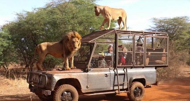 非洲塞内加尔“班迪亚牧场”动物园笼车供游客乘坐 让狮子能自由自在的欣赏人类