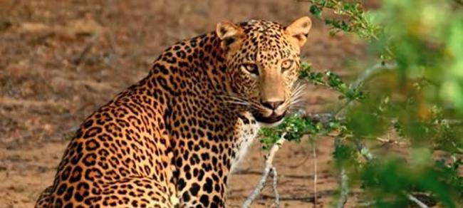 斯里兰卡雅拉国家公园花豹想捕食小水牛 四只成年牛合力围攻解危