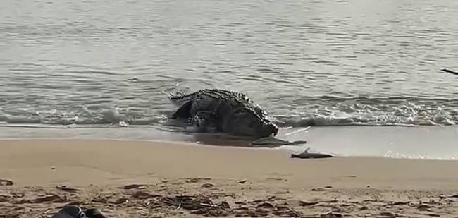 澳洲昆士兰州女子在沙滩上钓到2条小鲨鱼 没想到竟然引来鳄鱼猎物被吃掉