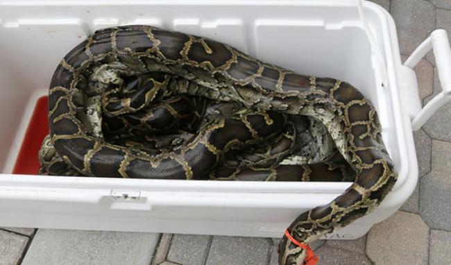 美国佛罗里达州遭外来物种缅甸蟒入侵 希望当地居民吃掉蟒蛇