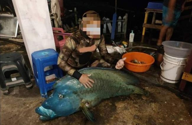 台东兰屿有民众非法猎捕保育鱼类“龙王鲷” 还晒出比赞合照