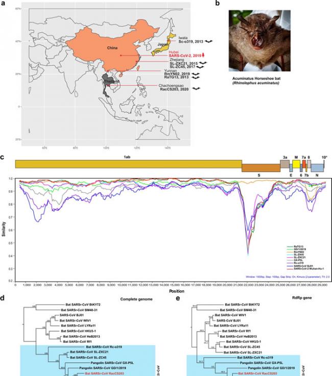 泰国洞穴5只大角菊头蝠体内发现与新冠病毒相关的冠状病毒RacCS203