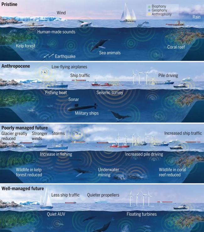 长须鲸的歌唱可被用来探查海底地壳结构的地震波源