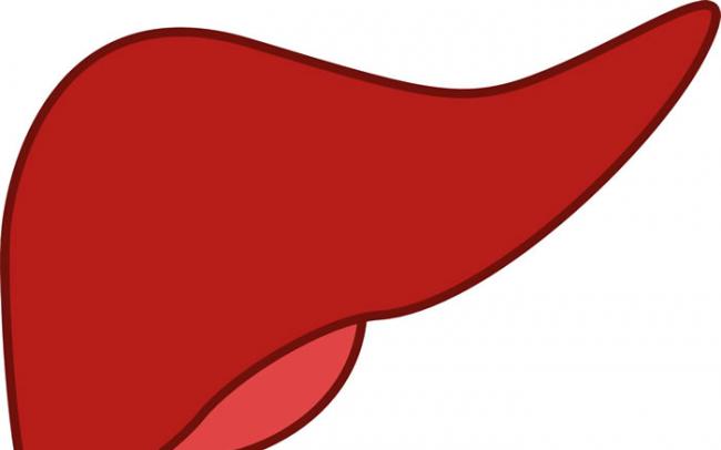 从胆管上皮细胞长出的类器官可用于修复移植人肝中受损的胆管