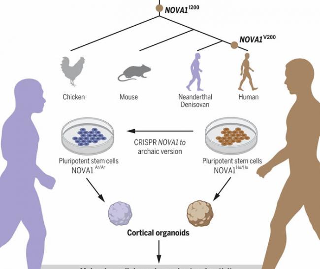 研究人员创造小型类脑器官 含有灭绝的人类近亲――尼安德特人和丹尼索瓦人的基因变体