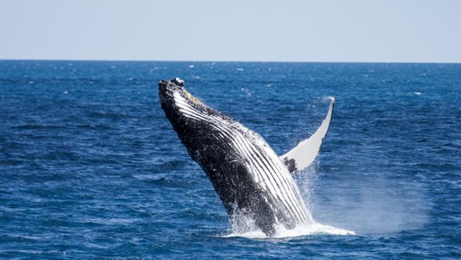 由于气候危机导致海洋环境快速变化可能导致座头鲸难以繁殖下一代