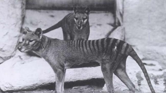 澳大利亚有人声称在塔斯马尼亚的摄像头陷阱中发现已灭绝的塔斯马尼亚虎（袋狼）