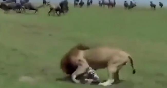 美国游客在肯尼亚捕捉到刚出生斑马被狮子捕食画面