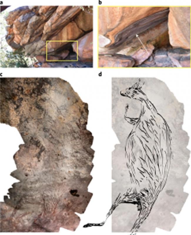 《自然人类行为》：澳大利亚发现1.73万年前袋鼠岩画