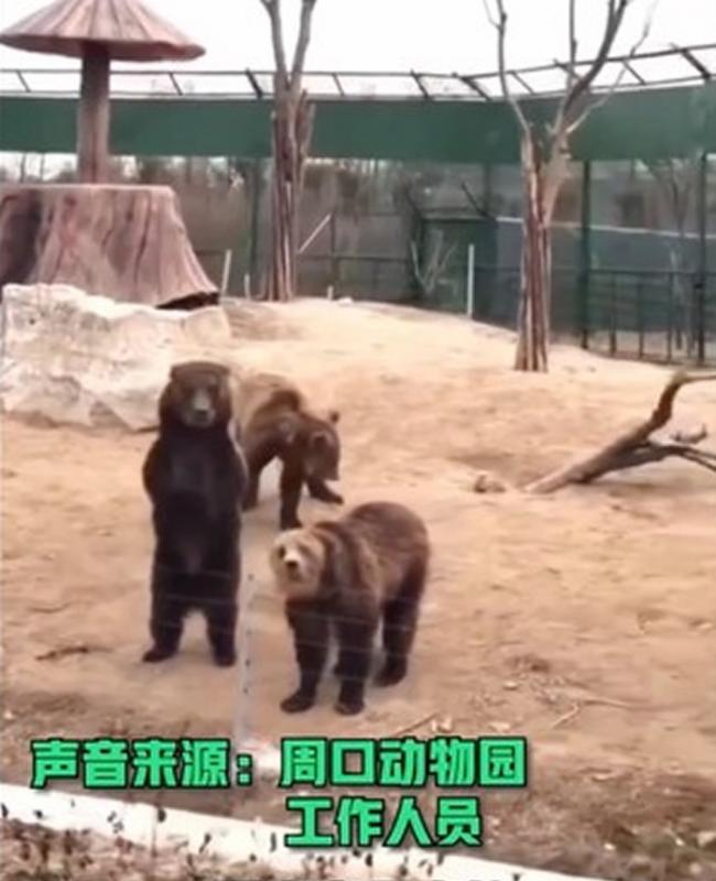 河南周口野生动物园的黑熊向游客打招呼