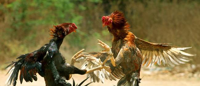 印度特伦甘纳邦一只斗鸡在比赛开始前意外杀死自己的主人
