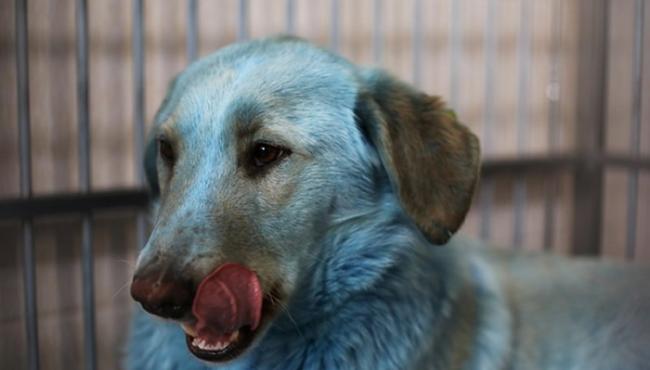 俄罗斯捷尔任斯克市废弃化工厂惊现7只蓝色流浪狗 疑遭有害化学物质染色