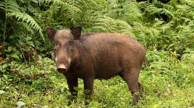 昆士兰大学研究发现野猪对雨林的生物多样性起到重要作用