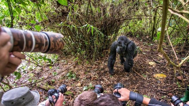 科学期刊《人与自然》：爱自拍的游客可能会害野生大猩猩染上COVID-19与其他疾病