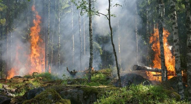 气候变迁：全球野火地域性正在改变 蔓延规模扩大