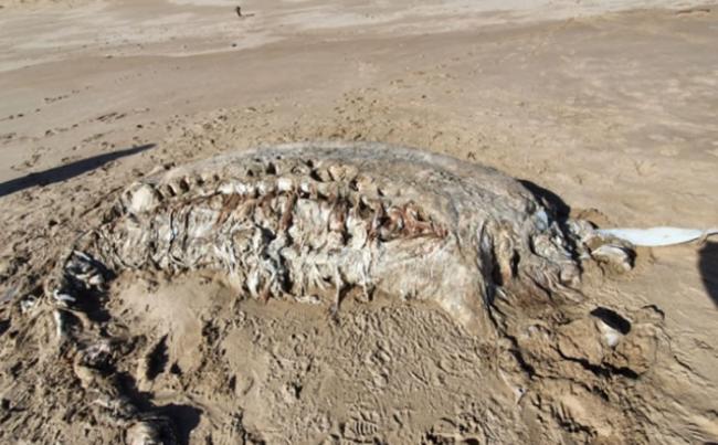 英国威尔士彭布罗克郡海滩上发现7米长神秘海兽 重达4吨