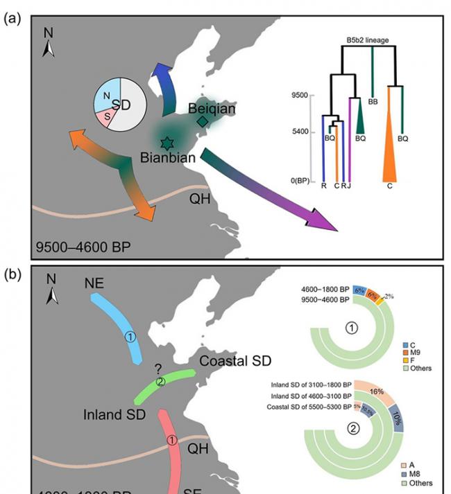 图3. 距今9500年到1800年前山东人群母系遗传历史。（a）图中饼图显示，距今9500年到4600年前的山东人群中同时包含东亚北方和南方人群相关的单倍体群（