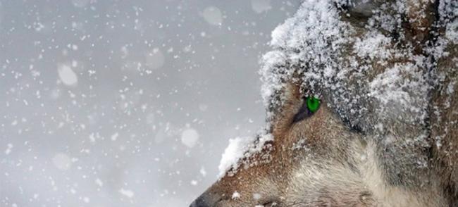 忧心拜登限缩濒危物种法 美国威斯康辛州猎人60小时猎杀至少216头狼
