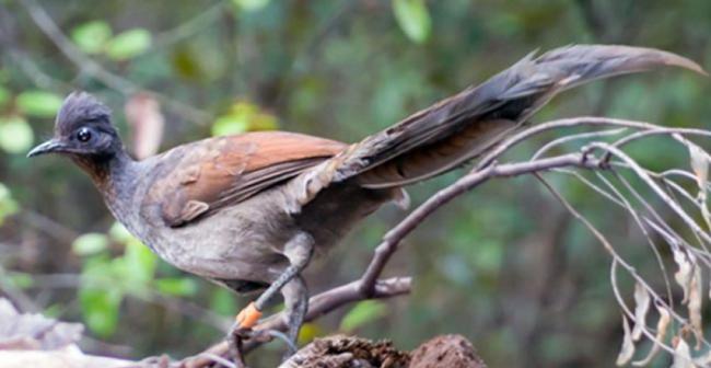 澳洲雄性琴鸟会利用叫声欺骗来达到交配目的