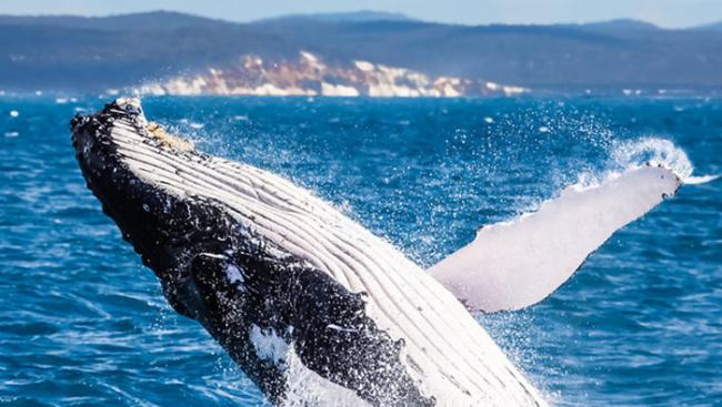 鲸鱼杰出的抗癌能力可能来自于它们的基因