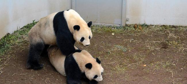 日本东京上野动物园的大熊猫真真和力力4年来首次交配