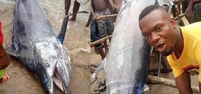 尼日利亚男子捕获3公尺大鱼兴奋宴请全村 吃完才知道是价值百万美元的大西洋蓝枪鱼