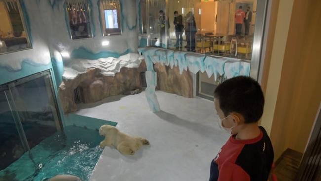 黑龙江哈尔滨极地主题公园“北极熊酒店”开幕 “与熊共眠”引动物保育团体批评