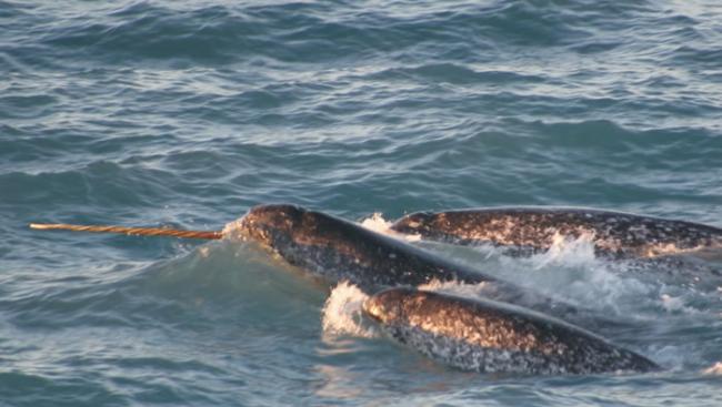 独角鲸的牙每年都会有一个新的生长环 研究揭示它们的环境变化有趣事实