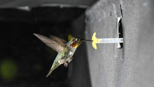 《eLife》：新研究解释蜂鸟快速拍动翅膀时发出嗡嗡声的原因