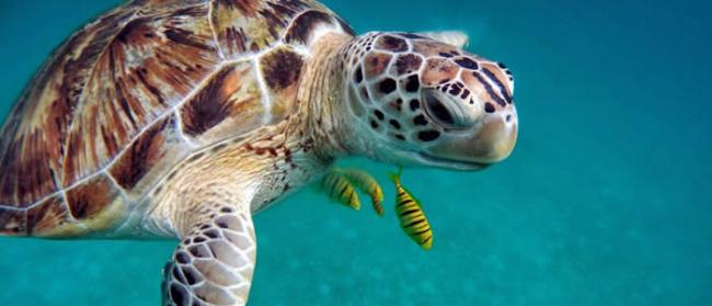 食用海龟肉导致马达加斯加东部至少15人中毒死亡