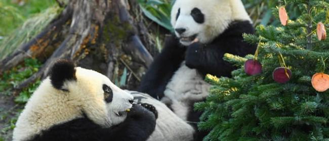 中国已有上百种珍稀濒危野生动物建立了稳定的人工繁育种群 大熊猫野生种群增至1864只