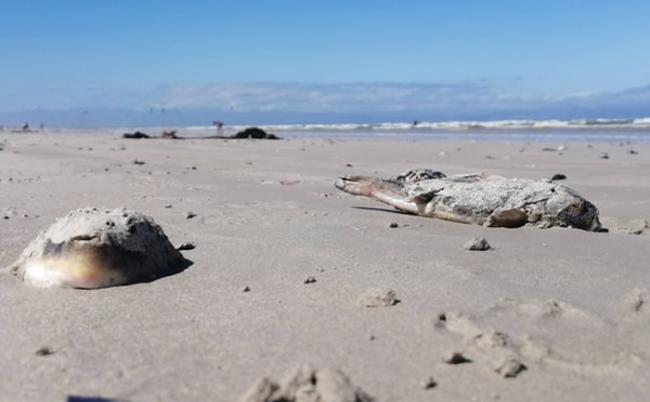 南非开普敦梅增贝赫海滩出现数百条搁浅河豚 毒素比氰化物更致命