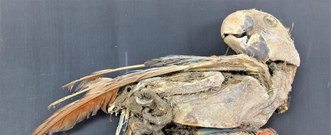 南美洲智利的阿塔卡马人墓葬发现木乃伊鹦鹉 指向古代阿塔卡马沙漠中的贸易路线