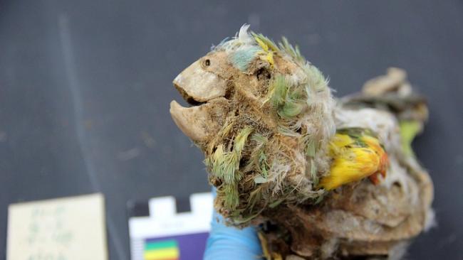 南美洲智利的阿塔卡马人墓葬发现木乃伊鹦鹉 指向古代阿塔卡马沙漠中的贸易路线