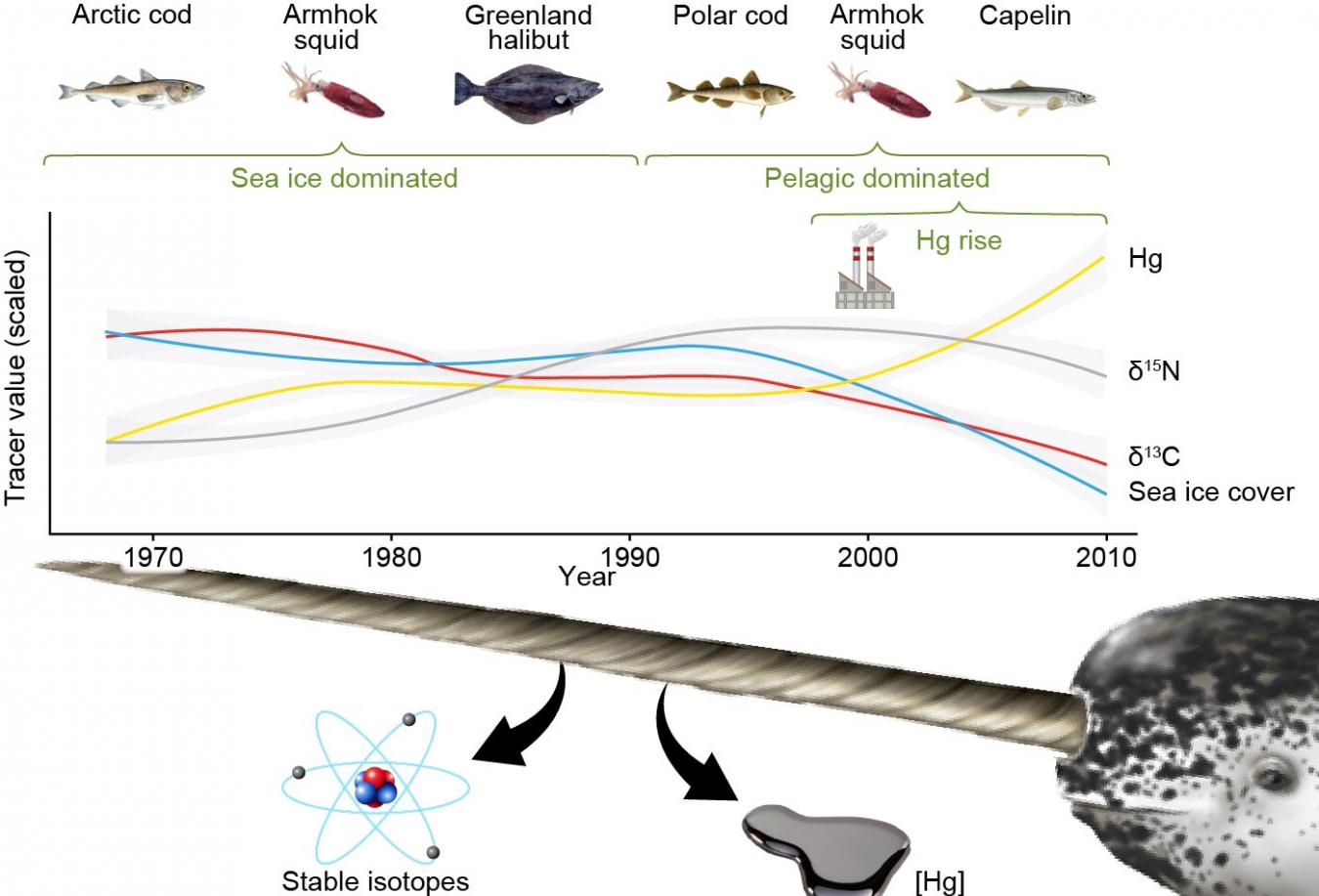 独角鲸长牙的研究表明：由于海冰的减少 它们的饮食习惯和暴露在污染中的情况发生变化