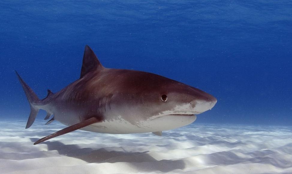 《动物生态学》期刊：鲨鱼是帮助生态系统从极端气候事件中恢复的重要角色