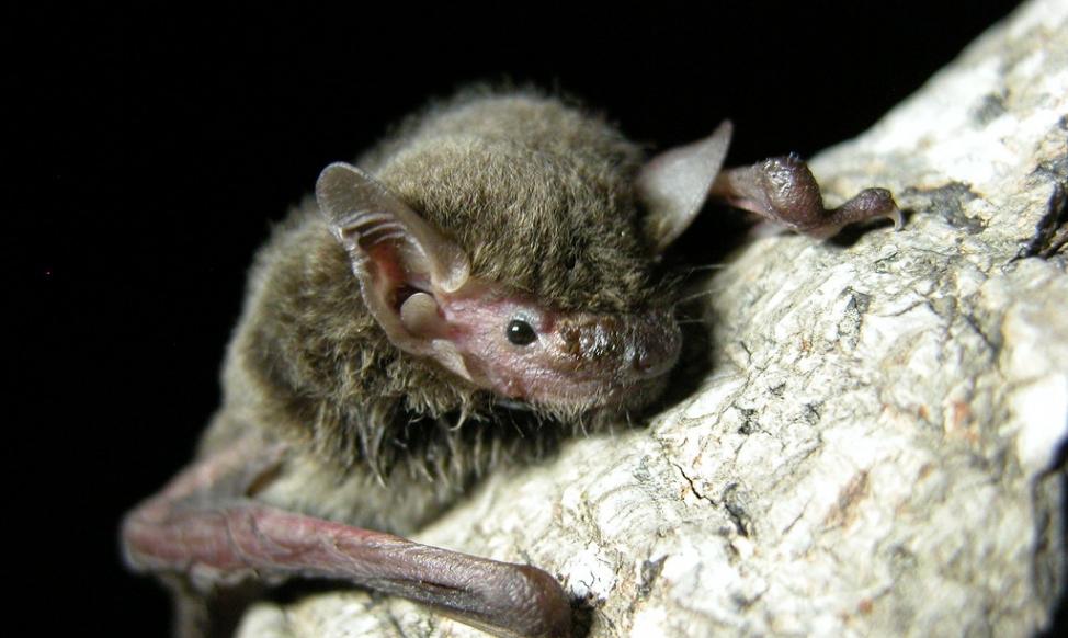 “病毒猎人”入菲律宾深山取样蝙蝠 借此避免COVID-19这类大规模流行病再次发生