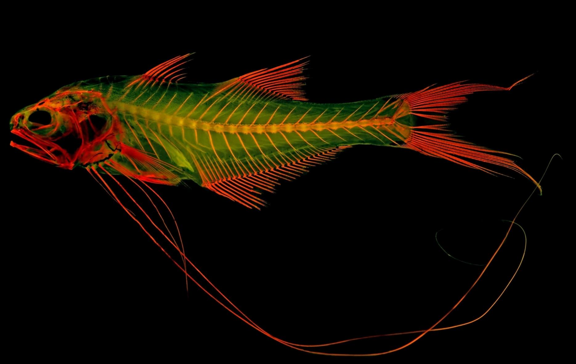 圣克劳德州立大学的生物学教授麦特．戴维斯以五丝长指马鲅（royal threadfin）染过红色染剂的骨骼标本为例，说明这项技术与夜光玩具的原理类似，在特定波长