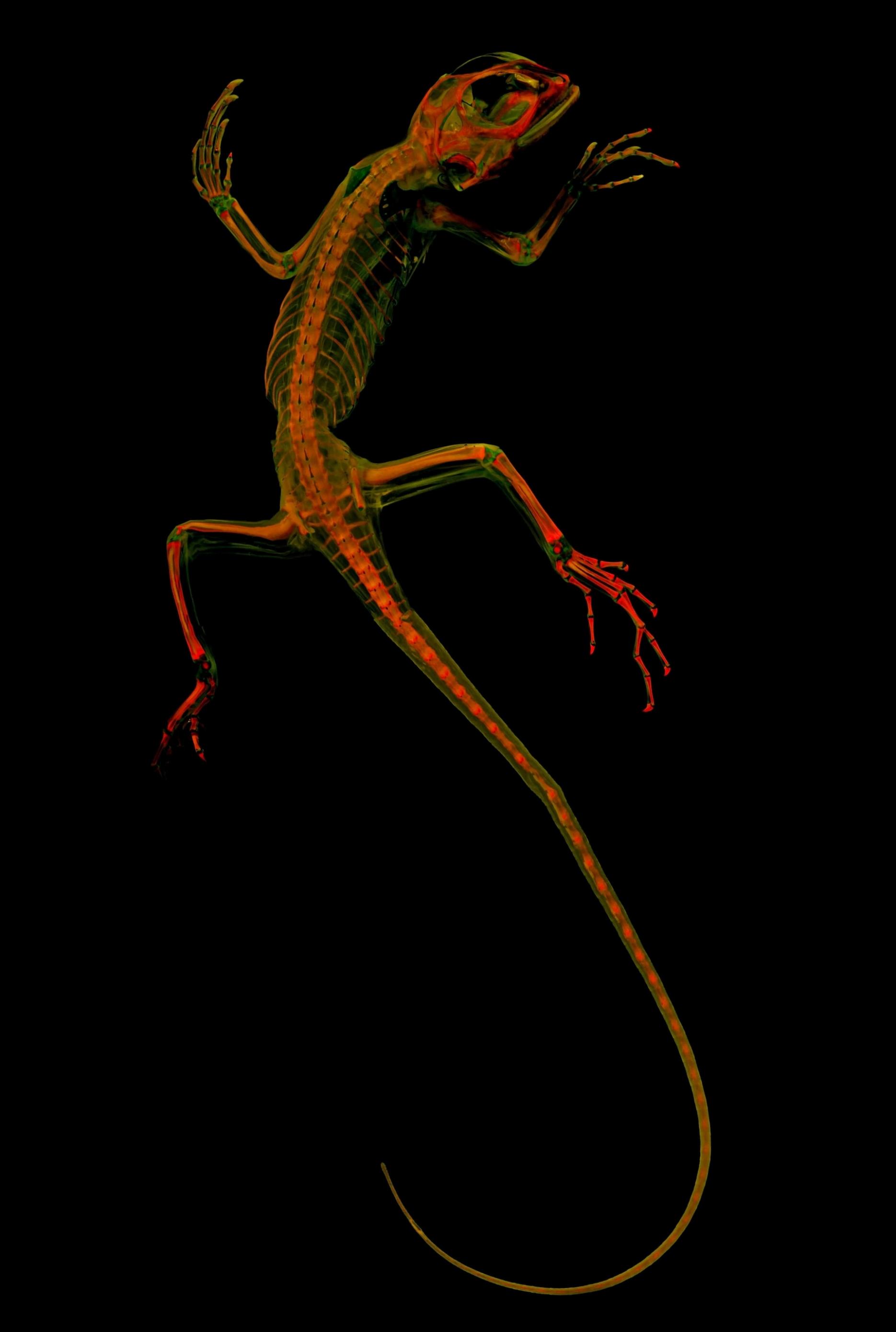 以蓝唇树蜥（ blue-lipped tree lizard）为例，脊椎动物研究者利用影像来探究动物如何演化，并鉴定它们与其他物种有哪些共有特征。 PHOTOG