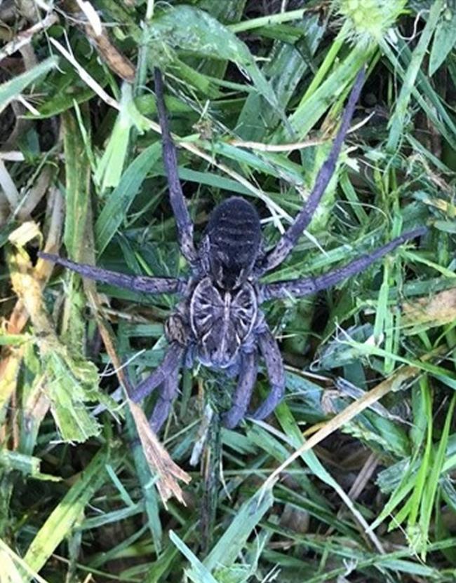 澳洲新南威尔斯州女子发现一只狼蛛背着数百只宝宝 再次回来查看时小蜘蛛们却全部消失