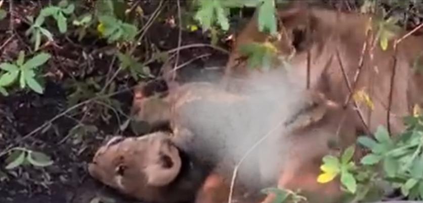 野生动物摄影师Shaun Malan分享影片：母狮带着小狮子啃食遭鳄鱼咬伤刚死不久的幼狮