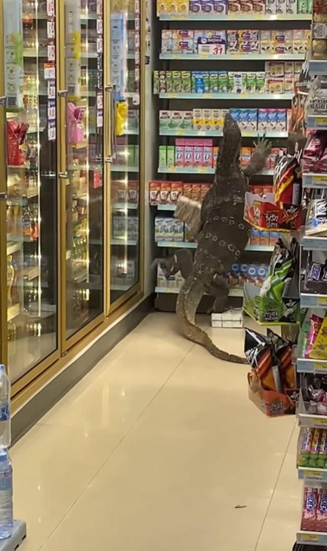 红树巨蜥！泰国一间超市遭遇“哥斯拉”闯入
