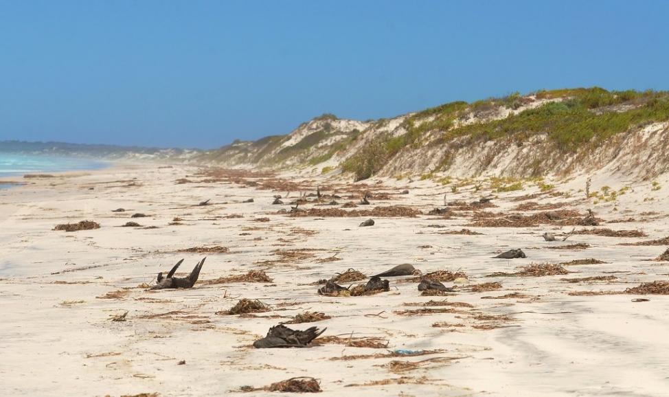 澳洲海滩上多年前神秘出现百万只海鸟的尸体，今天科学家们总算解开谜团。照片来源：Laurie Boyle（CC BY-SA 2.0）