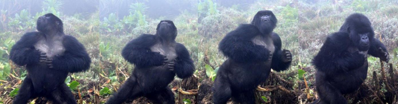 《科学报告》：研究指出山地大猩猩捶胸不是为了开战 而是在“避免战斗”
