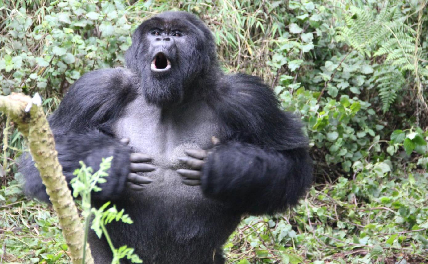 《科学报告》：研究指出山地大猩猩捶胸不是为了开战 而是在“避免战斗”