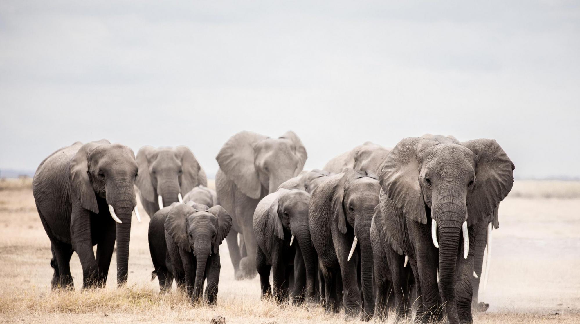 如果没有象牙贸易 非洲大象能拥有大量的栖息地
